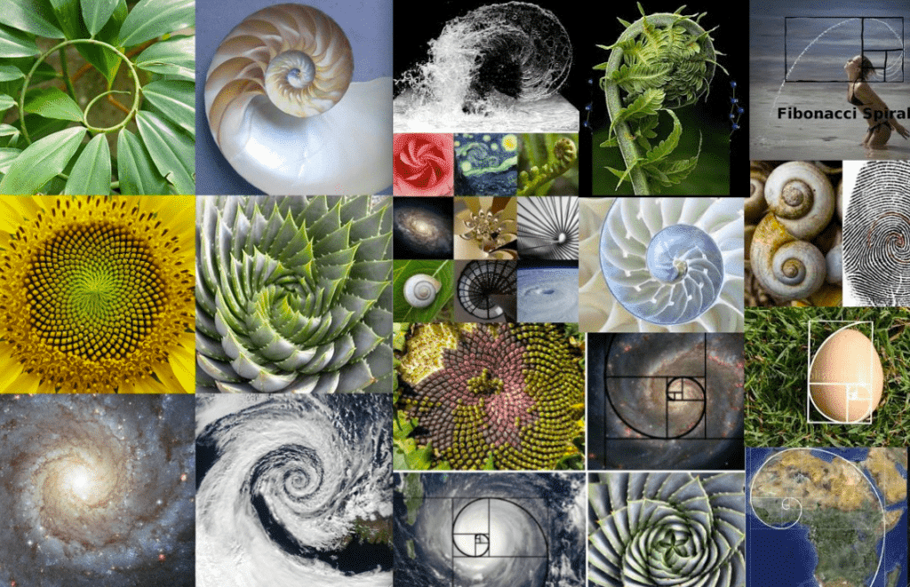 Colaj De Spirale Fibonacci