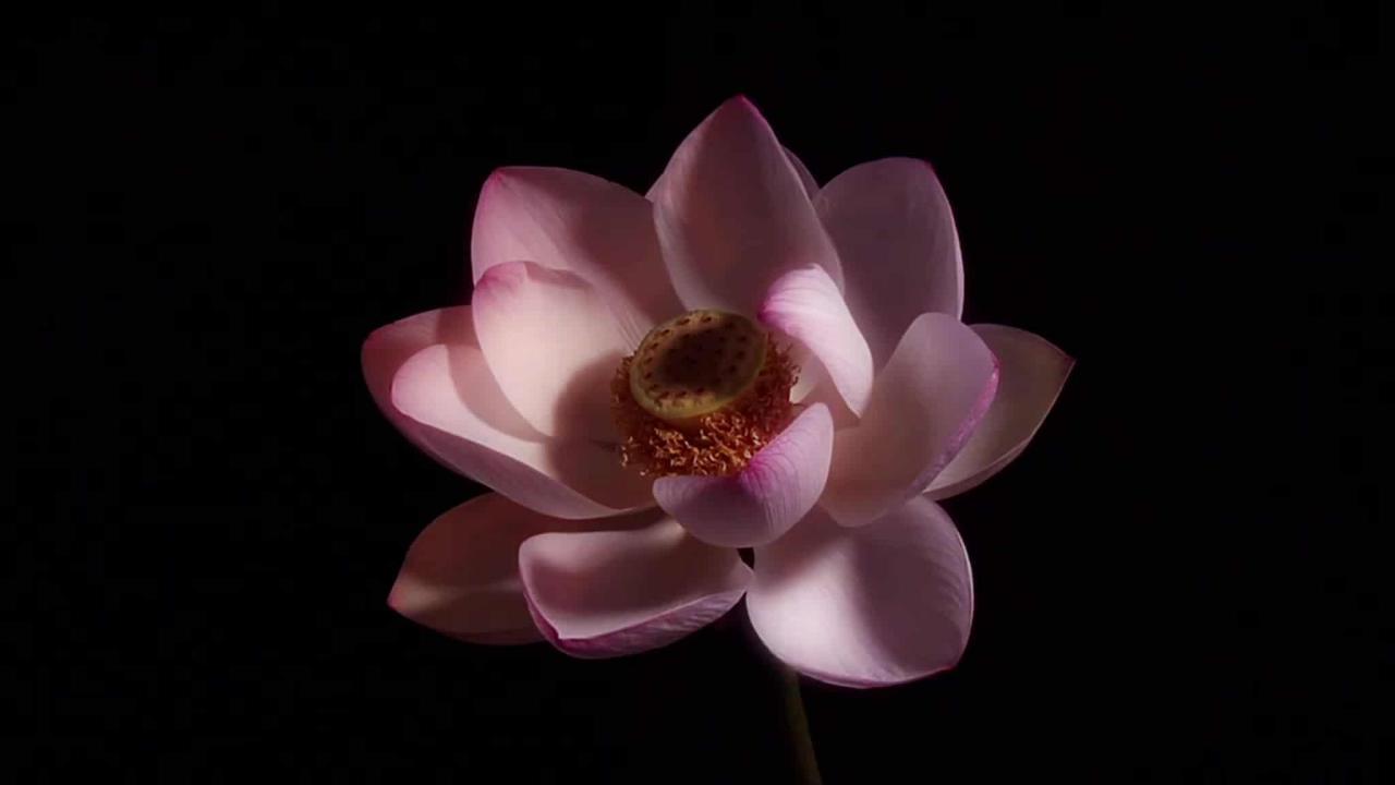 Floare De Lotus - Origine, Semnificație, Beneficii ~ Folconcept 1