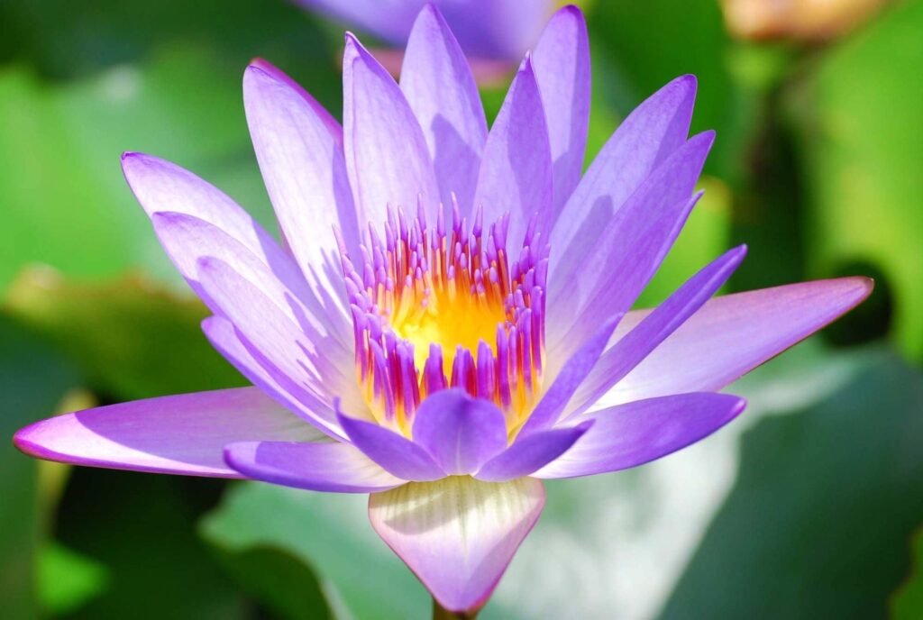 Floare De Lotus Purpurie